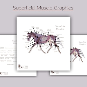 Equine Superficial Muscle Graphics- Horse Anatomy - Horse Muscular System - Equine Anatomy - Equine Education - Printable Download