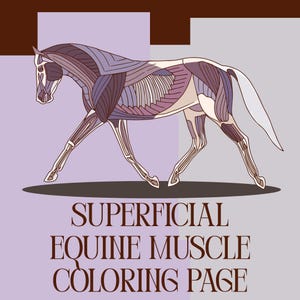 Equine Superficial Muscle Coloring Sheet- Horse Anatomy - Horse Muscular System - Equine Anatomy Coloring - Printable Download