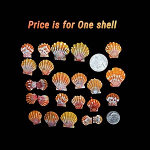May include: A collection of 20 scallop shells with orange, yellow, and white markings. The shells are arranged in a circle with a US quarter for scale. "Price is for One shell" is written in orange text at the top of the image.