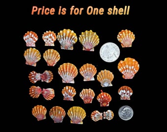 Hawaiian Orange Sunrise Shell: Pecten Langfordi Seashell