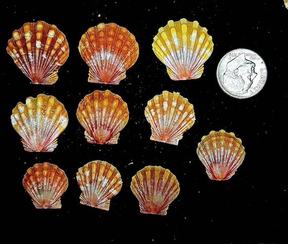 sunrise shell moonrise shell サンライズ