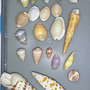 Hawaiian seashells bangle bracelet cone cowrie bulk Larger Size
