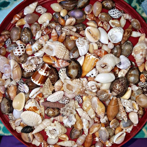 Hawajska mieszanka muszelek: szyszka, porcelanka, materiały do rękodzieła i biżuterii