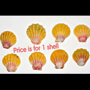 Pink and yellow scallop shells only found in Hawaii, diameter varies from .5" to 1.5" Top part of the shell is yellow with ridges fading down to a pink/fuchsia color near the base. They are highly prized in Hawaii. Price is for one shell.