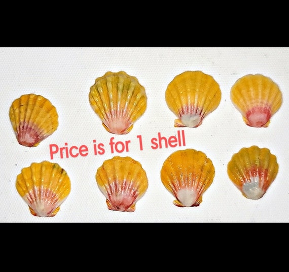Sea shells as souvenirs of a Hawaii vacation