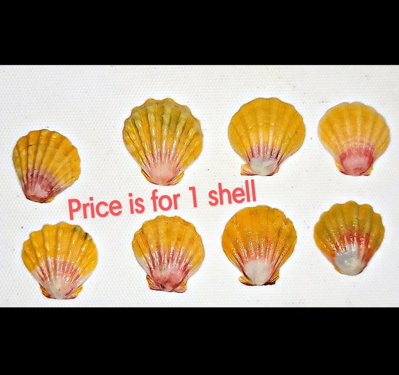 Pink and yellow scallop shells only found in Hawaii, diameter varies from .5" to 1.5" Top part of the shell is yellow with ridges fading down to a pink/fuchsia color near the base. They are highly prized in Hawaii. Price is for one shell.