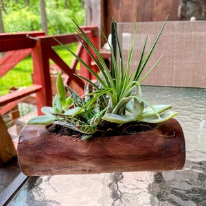 Pflanzgefäß für Sukkulenten | Blumentopf aus Holz | Natürlicher Blumentopf | Natürliche Blumentopf