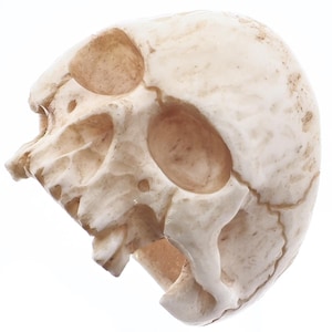 1" Mens Biker Jawless Skull Hand Carving Antique Stained Bison Bone Ring
