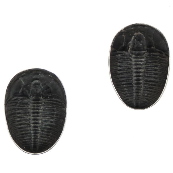 5/8" Dainty Intact Utah Trilobite 925 Sterling Silver Post Earrings