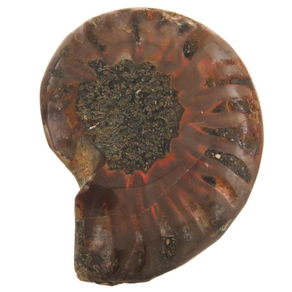 化石 アンモナイト オパール化 虹色！ 鉱物 観賞石 オパール化