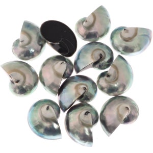 May include: A group of 11 iridescent green and black abalone shells. The shells are arranged in a random pattern on a white background.