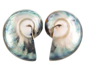 Echte Nautilus Shell Fokalperle Paar Cabochon, 3-3 1/4 Zoll