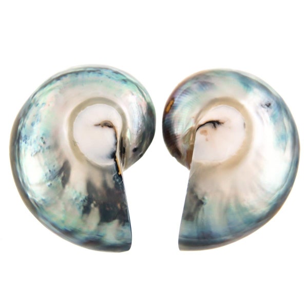 Genuine Nautilus Shell Focal Bead Matched Pair Cab Cabochon, 1 1/8"