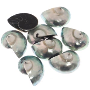 May include: A collection of eight iridescent blue and white seashells, with one black and white seashell in the center.