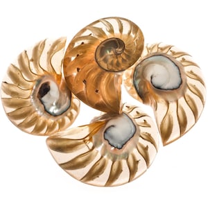 Puede incluir: Cuatro conchas de nautilus cortadas para revelar su estructura en espiral. Las conchas muestran colores que van del blanco crema al marrón cálido, con interiores nacarados iridiscentes. La imagen está sobre un fondo blanco.