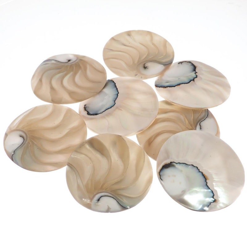 Chambered Nautilus Etsy