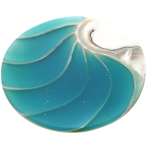 May include: A turquoise nautilus shell with a white and brown interior. The shell is polished and has a smooth, glossy finish.