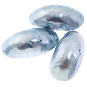 Genuine Nautilus Shell Aka Osmena Pearl Focal Bead Cab Cabochon, 1 3/4 ...