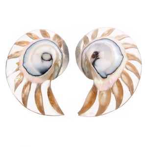 May include: Two nautilus shell halves, showcasing a spiral pattern with iridescent, pearlescent, and tan hues. The shells have a translucent quality, revealing the internal structure and intricate details. The image is set against a white background.