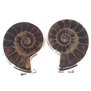 925 Sterling Silver Madagascar Ammonite Fossil Omega Stud Earrings, 1 1/8"