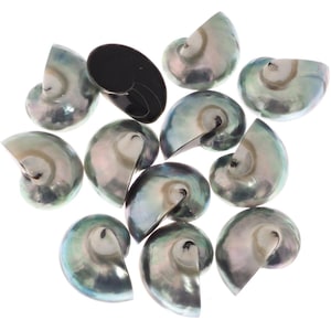 May include: A group of 11 iridescent green and black abalone shells. The shells are arranged in a random pattern on a white background.