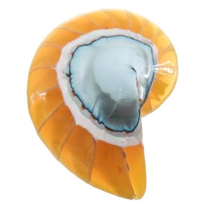 Op de afbeelding: Een dwarsdoorsnede van een nautilusschelp, die de spiraalstructuur laat zien. De schelp heeft een kleurengradiënt, van een helder oranje-geel exterieur tot een parelmoerachtig blauw-wit interieur. De kamers van de schelp zijn duidelijk zichtbaar.