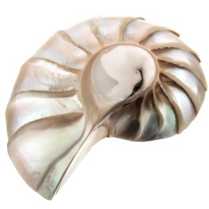May include: A pearly white nautilus shell with a spiral shape and iridescent colours.