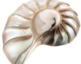 Genuine Paisley Nautilus Shell Focal Bead Cab Cabochon, 1 3/4"