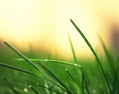 Nature Photography - Green Green Grass - wall decor abstract plant bright neon tan brown golden yellow fall autumn decor gift idea deep warm