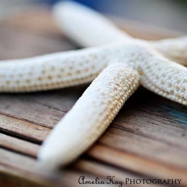 Photograph - Starfish - Ocean Life Photography Print - (8x10) - IN STOCK - BOGO SALE