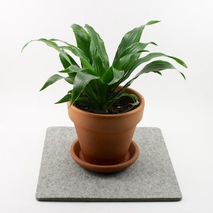 May include: A potted plant with green leaves in a terracotta pot, sitting on a gray felt coaster.