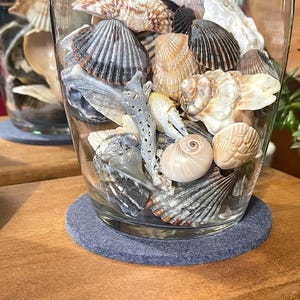 May include: A clear glass vase filled with a variety of seashells, including fan-shaped, spiral, and ridged shells in shades of white, brown, and gray. The vase sits on a round, gray coaster, with a second vase visible in the background.