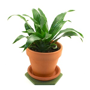 May include: A green houseplant in a terracotta pot with a green hexagonal coaster. The plant has long, dark green leaves.