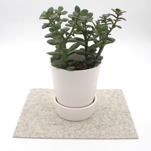 May include: A small green succulent plant in a white ceramic pot with a white saucer. The pot is sitting on a light gray felt mat.