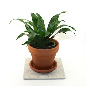 May include: A green houseplant in a terracotta pot with a saucer, sitting on a gray felt coaster.