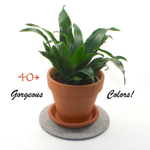 May include: A green houseplant in a terracotta pot with a gray felt coaster. The text "40+ Gorgeous Colors!" is written on the image.