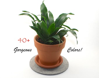 May include: A green houseplant in a terracotta pot with a gray felt coaster. The text "40+ Gorgeous Colors!" is written on the image.