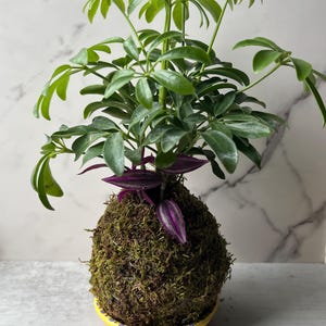 Dwarf Umbrella Tree Kokedama: Tradescantia Moss Ball - Handmade