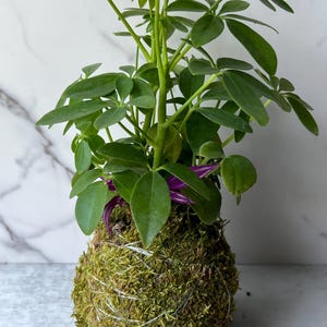 Dwarf Umbrella Tree & Tradescantia Kokedama – Moss Ball Indoor Plant | Handmade Houseplant Gift | Unique Greenery Decor | Low Maintenance