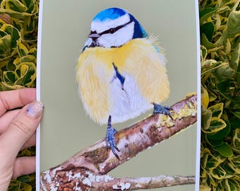 Adorable Blue Tit Illustration | Giclee Print | Sizes A5-A3