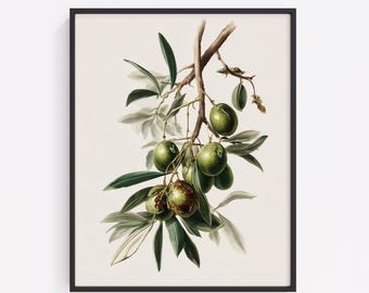 Vintage Olive Branch Botanical Print, Neutral Kitchen Wall Art (Digital Download) 309