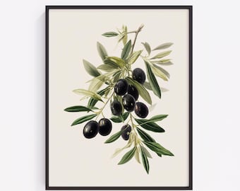 Olive Branch Botanical Print, Vintage Kitchen Wall Art Printable (Digital Download) 310