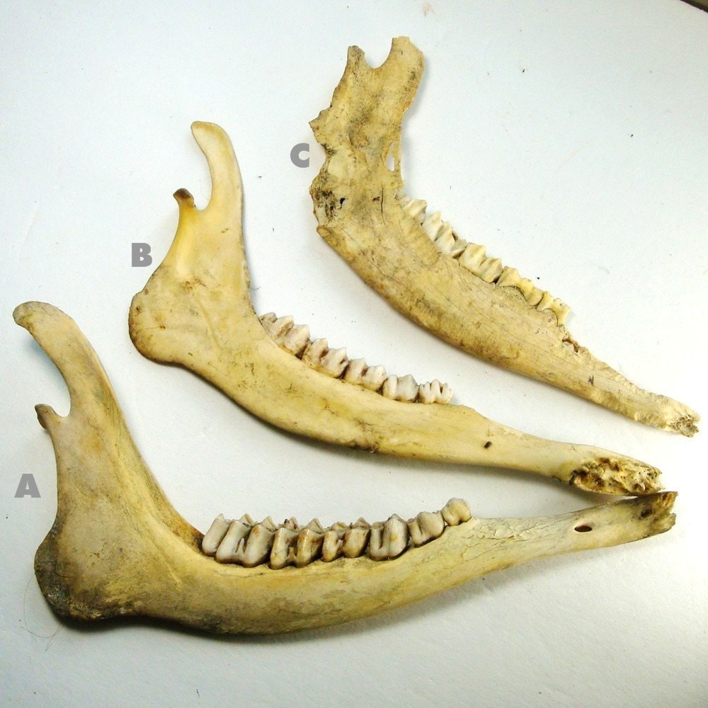 その他 VINTAGE JAW BONE CALIFORNIA FREE FORM VINTAGE JAW BONE CALIFORNIA FREE FORM Vintage Weathered Sun