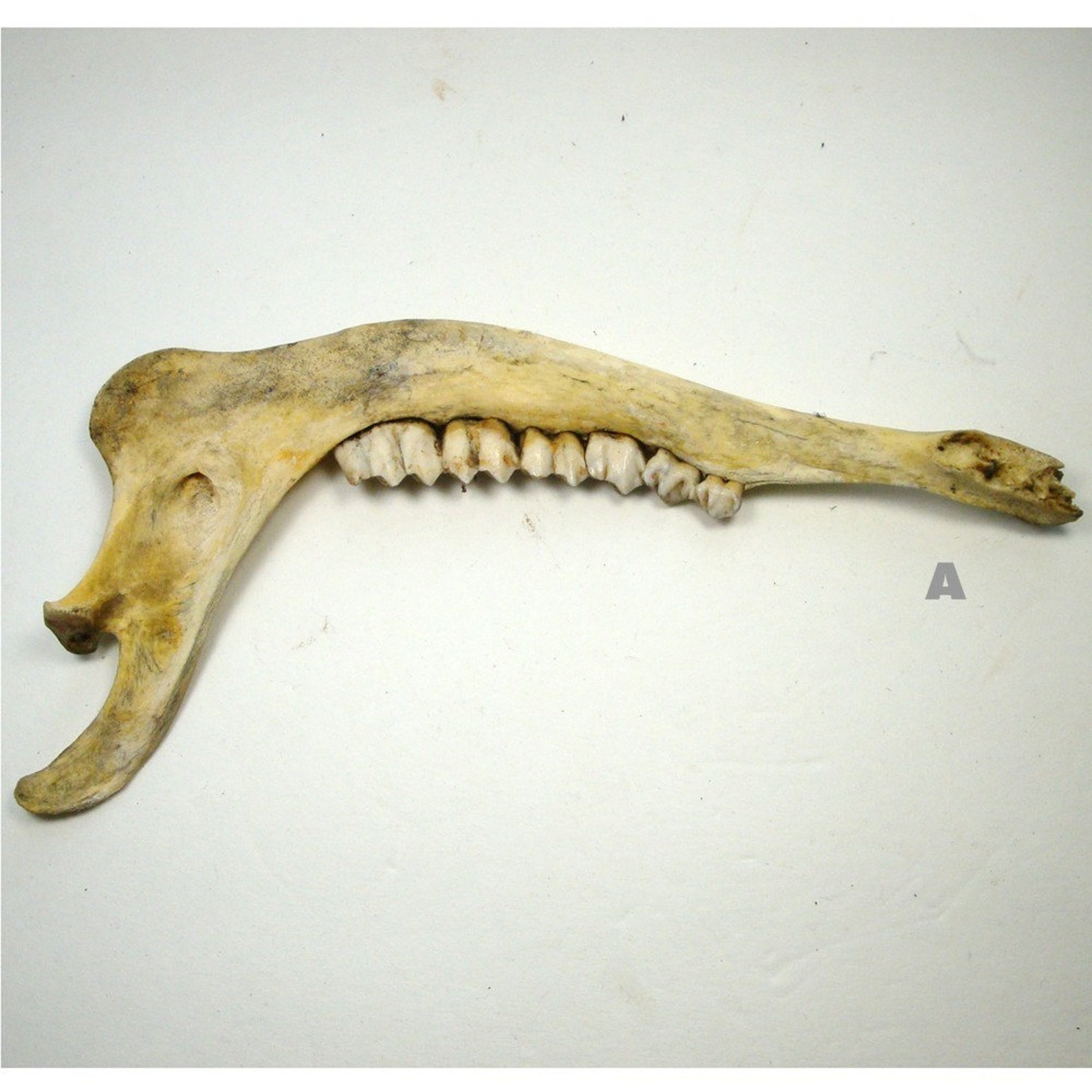 Vintage Jawbone of an Ass..1965 Gallup New Mexico USA Etsy