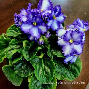 African Violet 2 Leaf Cuttings - Iceburg