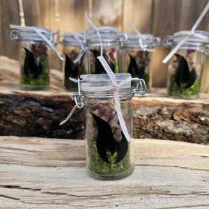 Puede incluir: Pequeños frascos de vidrio con cierres metálicos, llenos de musgo verde, un diseño de llama negra y una piña. Los frascos están atados con hilo y colocados sobre una superficie de madera.