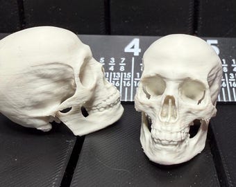 Miniature 3D printed 1 inch Realistic Human Skulls - Bone Color lot of 5