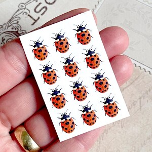 May include: A sheet of 12 ladybug stickers. The ladybugs are red with black spots and white markings.