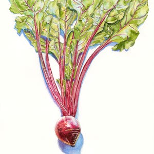 Sweet Beet, Garden Vegetable Watercolor Archival Print