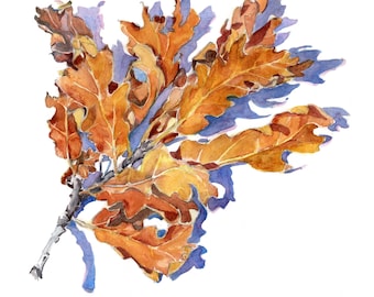 May include: Watercolor painting of a branch with several oak leaves. The leaves are various shades of brown and orange, with some yellow highlights. The shadows are a light blue, and the background is white. The artwork is a botanical illustration.